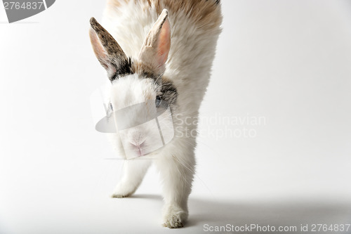 Image of Rabbit on white