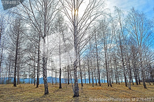 Image of Birch grove