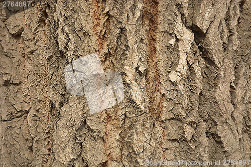 Image of Poplar bark