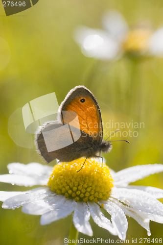 Image of Butterfly early in the morning