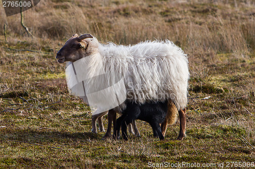 Image of Adult sheep with black and white lamb