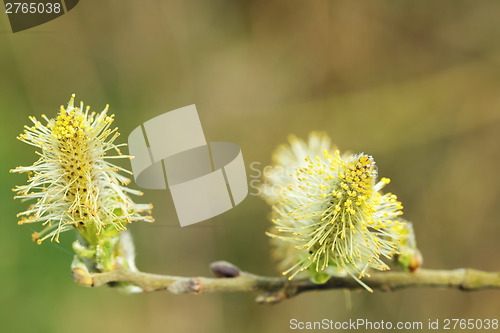 Image of pussy willow (Salix caprea, male catkins)