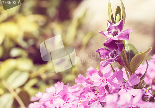 Image of pink flowers background or backdrop