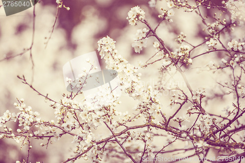 Image of Blossoming tree in spring with very shallow focus