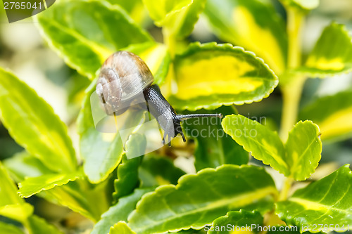 Image of small garden snail