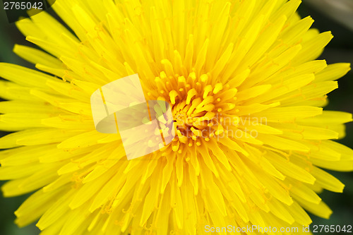 Image of Yellow dandelion on a green background