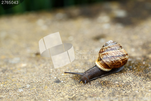 Image of small garden snail