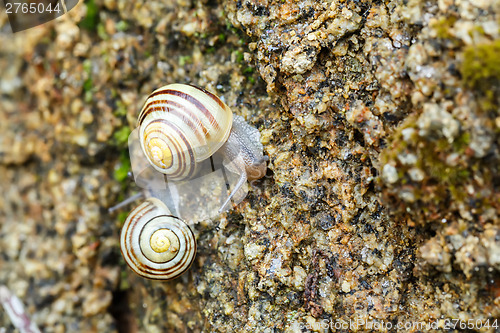 Image of small garden snail