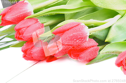 Image of Magenta Tulips