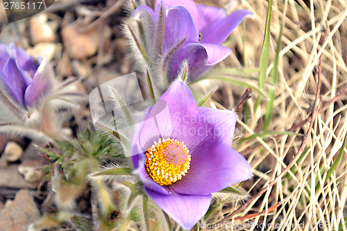 Image of Purple crocus flower
