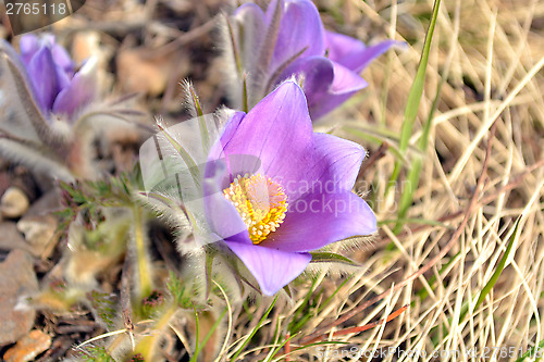 Image of Purple crocus flower