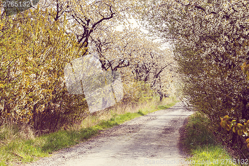 Image of road with alley of cherry trees in bloom