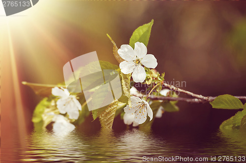 Image of Blossoming tree in spring with very shallow focus