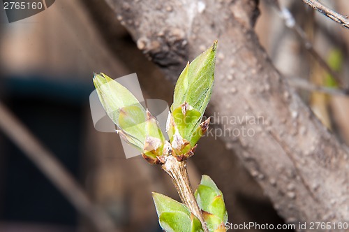 Image of LILACS in the spring, the first leaves