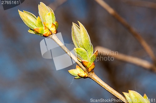 Image of LILACS in the spring, the first leaves