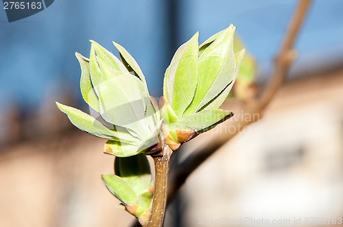 Image of LILACS in the spring, the first leaves