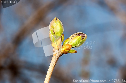 Image of LILACS in the spring, the first leaves