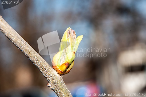 Image of LILACS in the spring, the first leaves