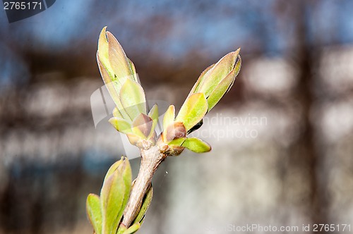 Image of LILACS in the spring, the first leaves
