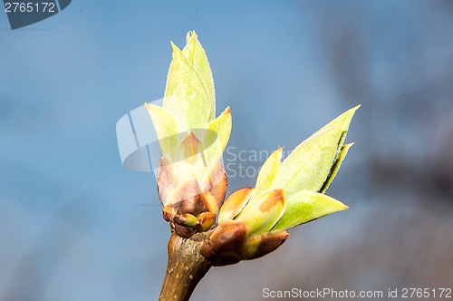 Image of LILACS in the spring, the first leaves