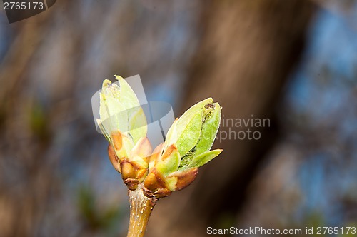 Image of LILACS in the spring, the first leaves