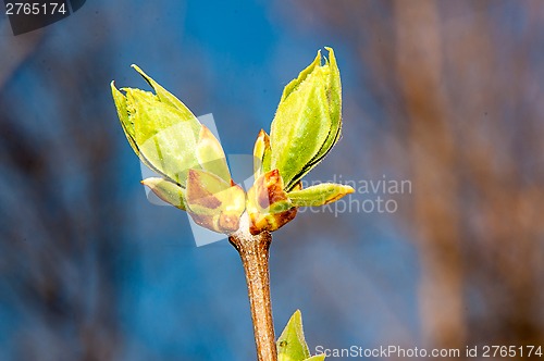 Image of LILACS in the spring, the first leaves