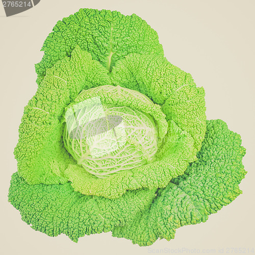 Image of Retro look Green cabbage isolated