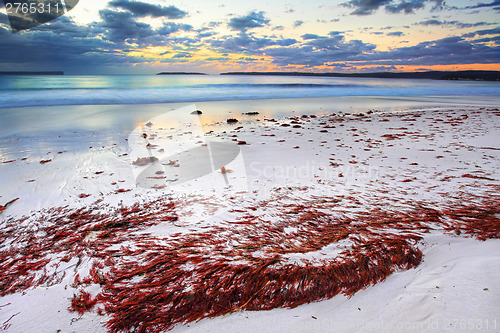 Image of Pretty red seaweed washed ashore the beach at dawn
