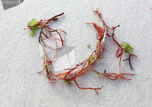 Image of Sprigs of red seaweed on white sand