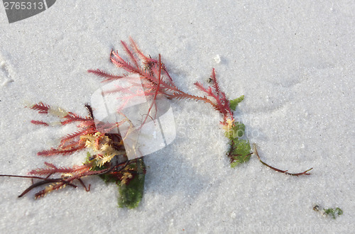 Image of Red seaweed washed ashore on white sand