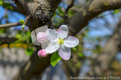 Image of Blossoming branch of a apple tree