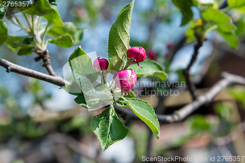 Image of Blossoming branch of a apple tree