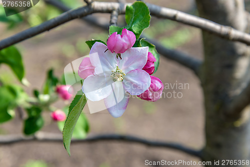 Image of Blossoming branch of a apple tree