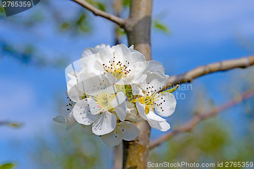 Image of Blossoming branch of a apple tree