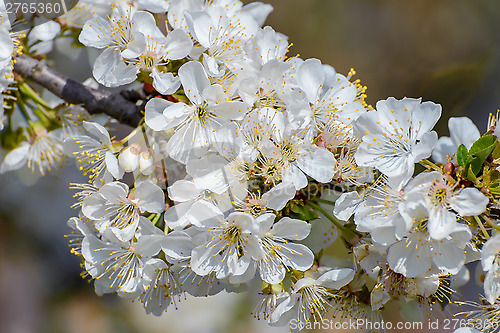 Image of Blossoming branch of a cherry tree