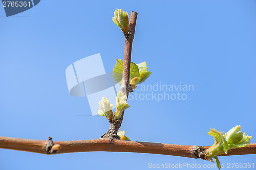 Image of Blossoming vine leaves