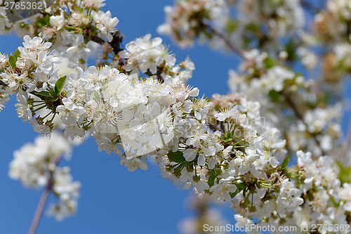 Image of Flowering cherry tree