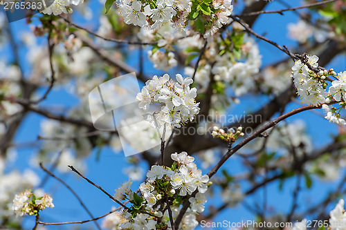 Image of Flowering cherry tree