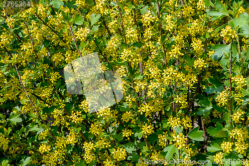 Image of Flowering of bushes blackcurrant