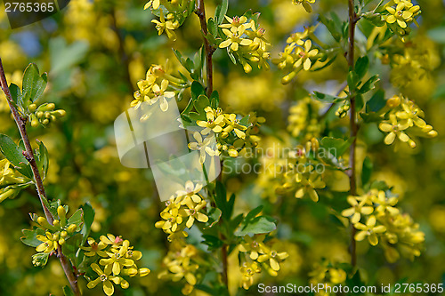 Image of Flowering of bushes blackcurrant