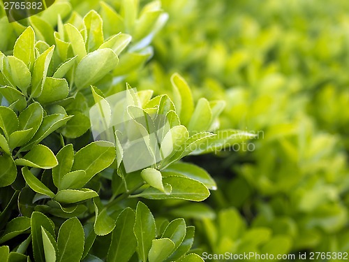 Image of Bush