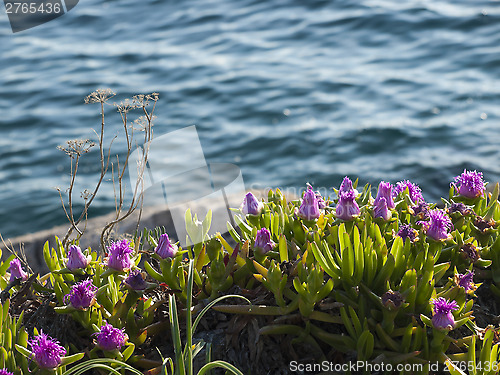 Image of pigface flowers in bloom