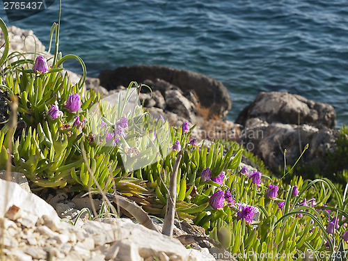 Image of pigface flowers in bloom