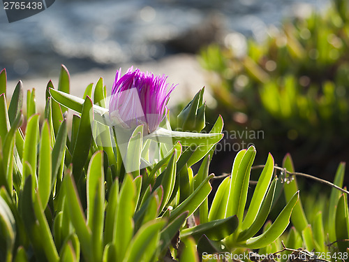 Image of pigface flower in bloom 