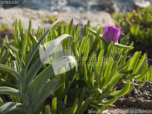 Image of pigface flower in bloom