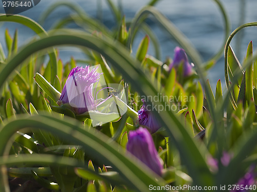 Image of pigface flower in bloom