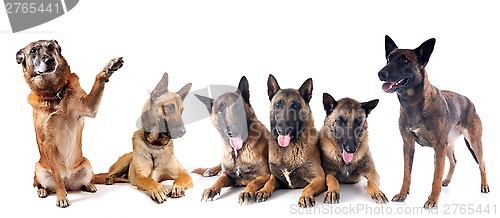 Image of group of malinois