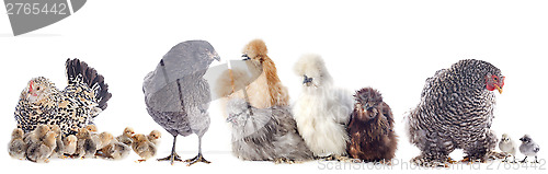 Image of group of chicken