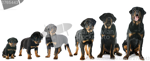 Image of puppy rottweiler