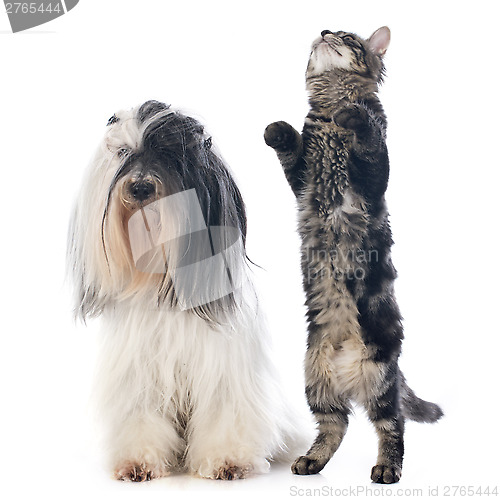 Image of tibetan terrier and cat